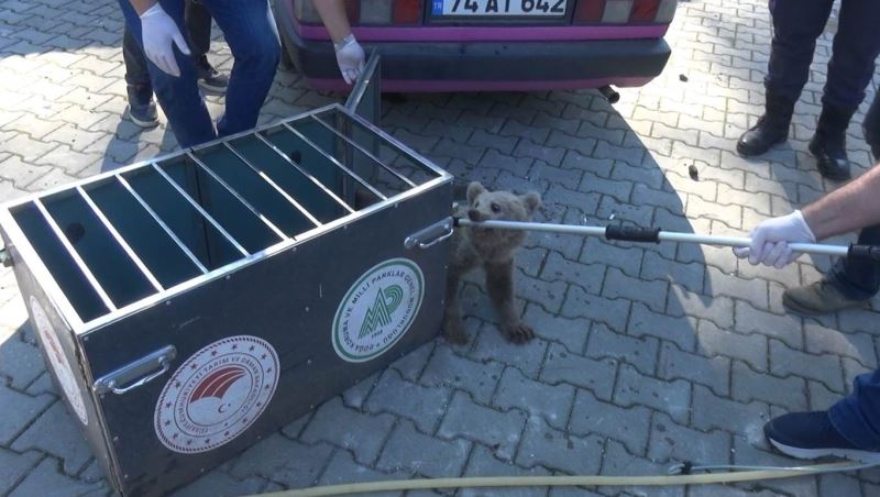 Köpeklerin saldırısına uğrayan yavru ayıyı vatandaşlar kurtardı
