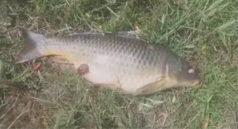 Ömerli barajında balık ölümleri korkuttu
