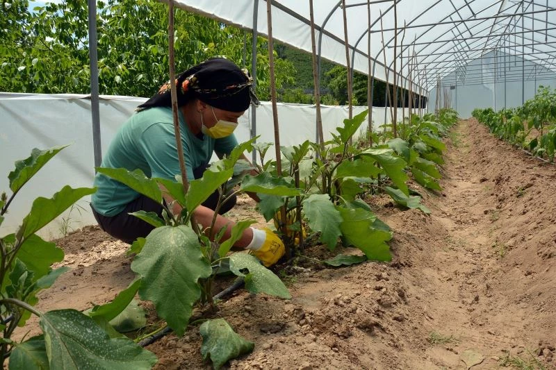 Ev hanımı serasından ilk hasadını alacağı günü bekliyor
