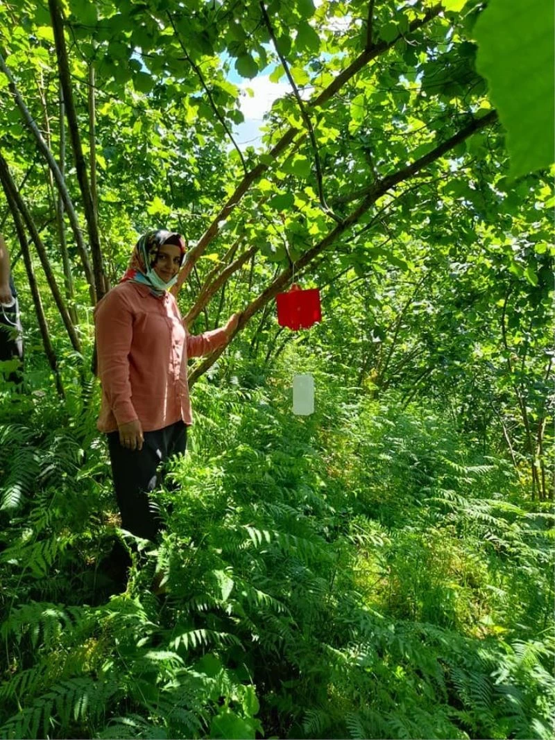 Fındıkta dalkıran zararlısına karşı mücadele
