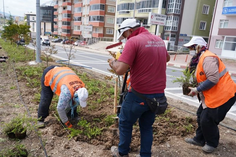 Orta refüjlerde bitki ve ağaçlandırma çalışması

