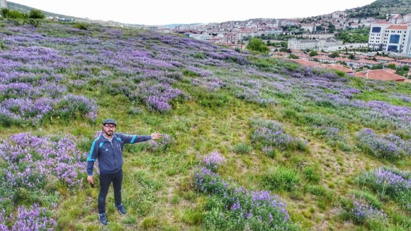 Tarihi Mercimektepe Höyüğü, açan yabani yoncalarla mor renge büründü
