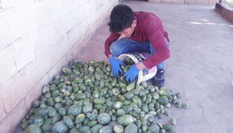 Şanlıurfa’da yetiştirilen Şelengo tescillendi
