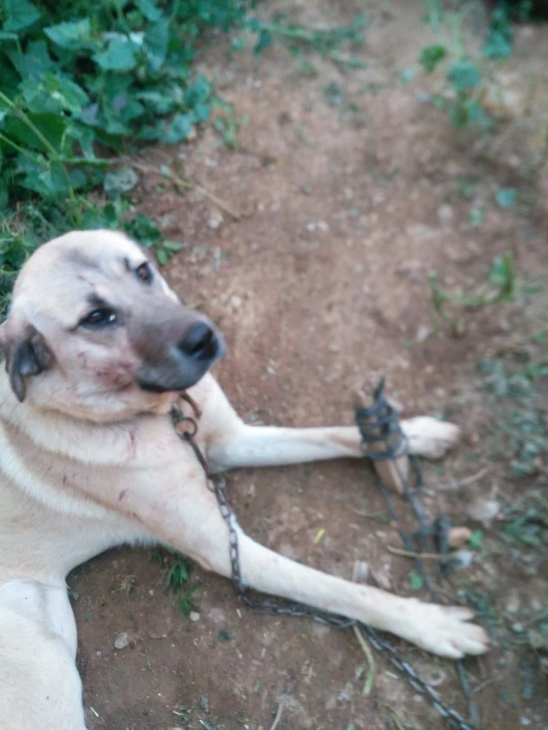 Isparta’da köpeğe tuğla ile saldırdılar
