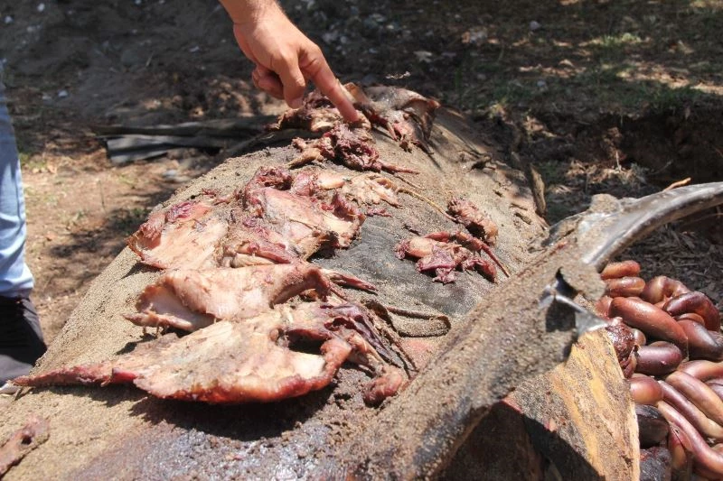 Karaya vuran yunusun midesinden çıkanlar şaşırttı
