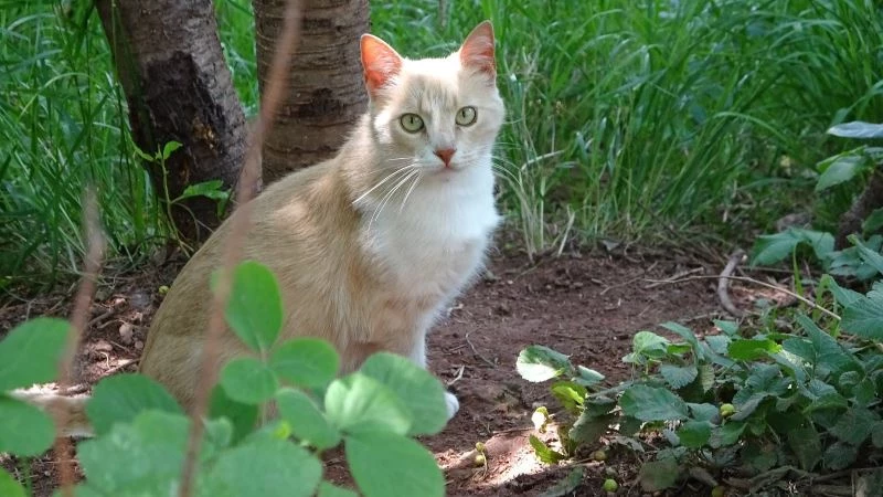 Sosyal medyada yer alan kediye şiddet haberleri yalan çıktı
