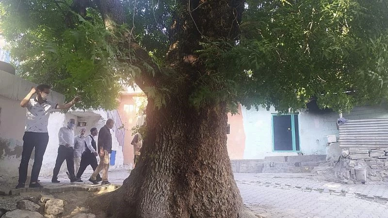 Silvan’da vatandaşlar 400 yıllık ağacın koruma altına alınmasını istiyor
