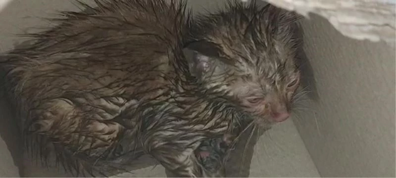 Otomobilin içinden kurtardıkları kediyi sahiplendiler
