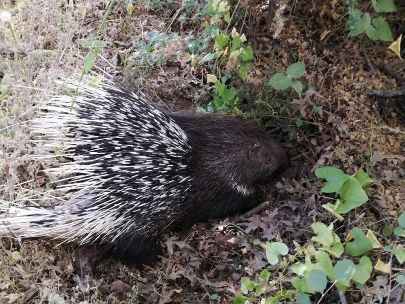 Yaralı oklu kirpiye jandarma yardım elini uzattı
