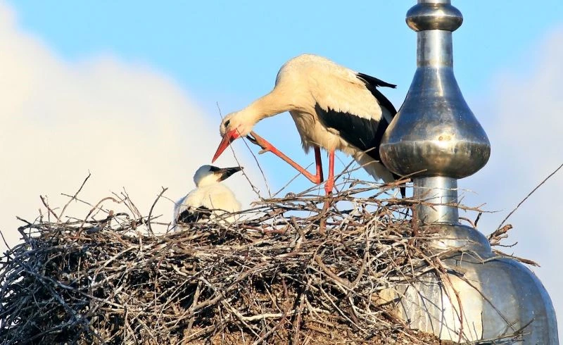 Cami kubbesine yuva yapan leylekler yavrularını göçe hazırlıyor
