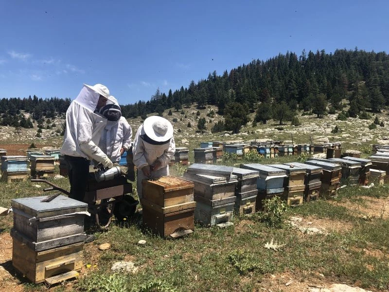 İklim değişikliği bal üretimini düşürecek
