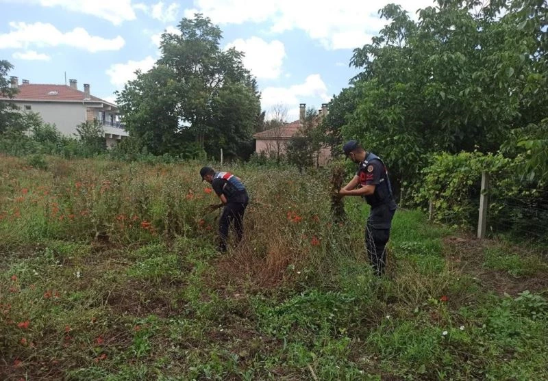 Kırklareli’nde izinsiz ekilen 975 kök haşhaş ele geçirildi
