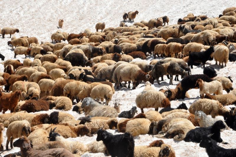 Sıcaktan bunalan koyunların 3000 rakımda kar keyfi
