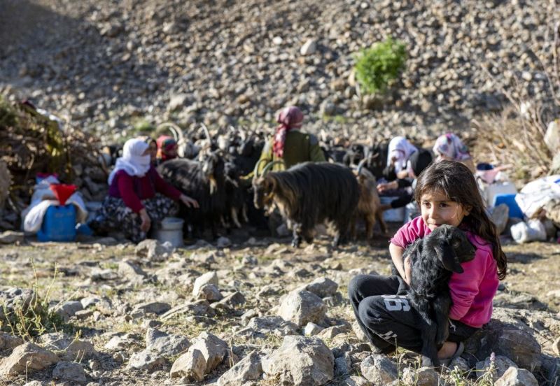 Van’da ’berivanlar’ süt sağmak için her gün kilometrelerce yürüyor
