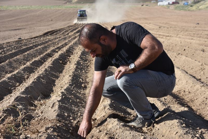 Bitlis’te fasulye ekimine başlandı
