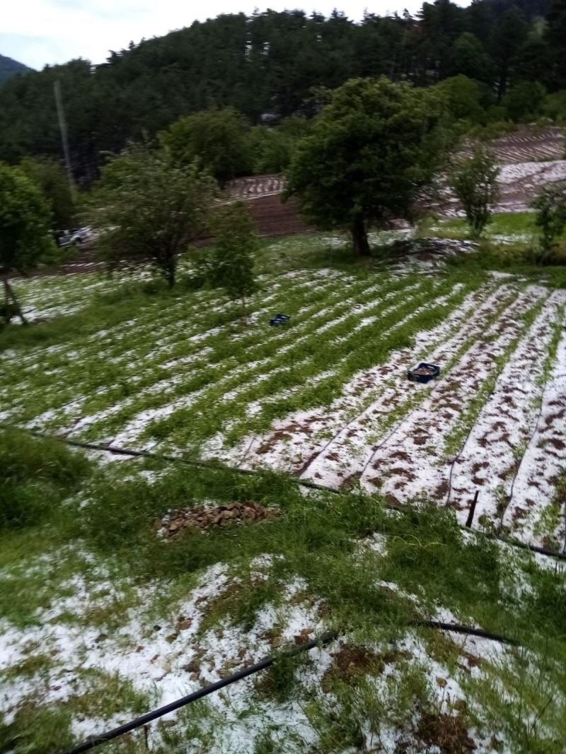 Bursa’da dolu yağışı mahsülleri vurdu
