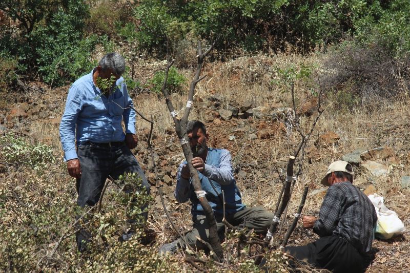 Kilis’te 6 bin menengiç ağacı Antep fıstığına aşılanıyor
