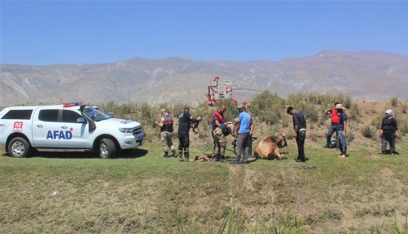 (ÖZEL) Erzincan’da, bataklığa saplanan inek kurtarıldı
