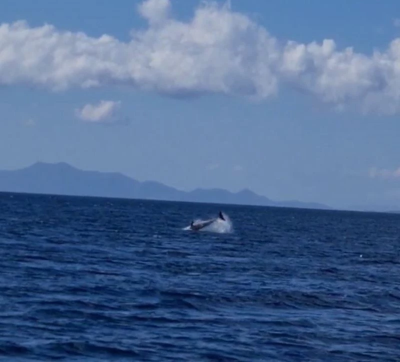 Yunuslar Bodrum’u mesken tuttu
