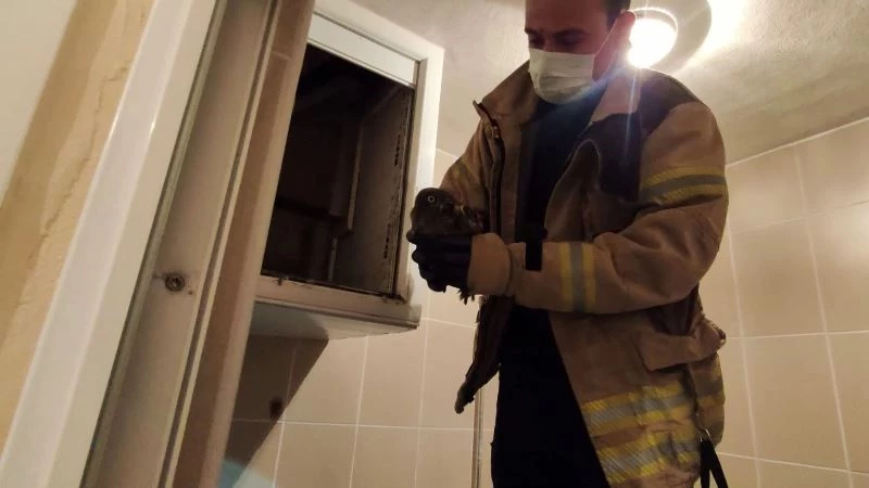 (Özel) Havalandırmaya düşen yavru baykuşu itfaiye ekipleri kurtardı
