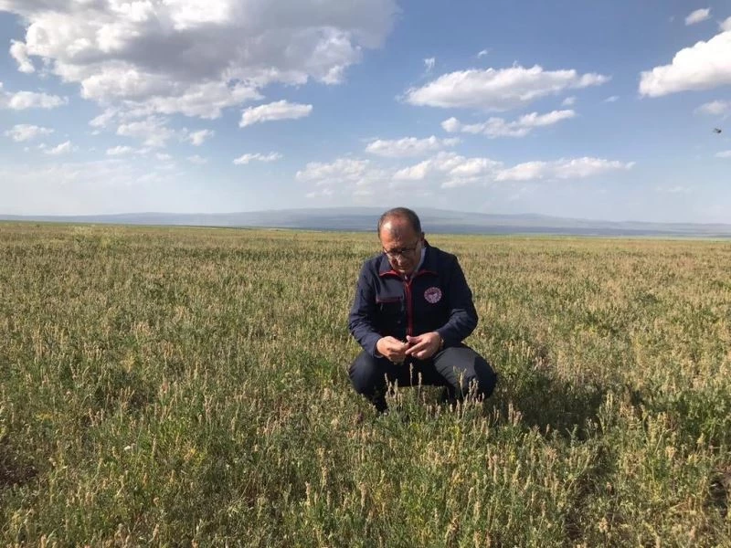 Kars’ta ekili tarlarda kontroller sürüyor
