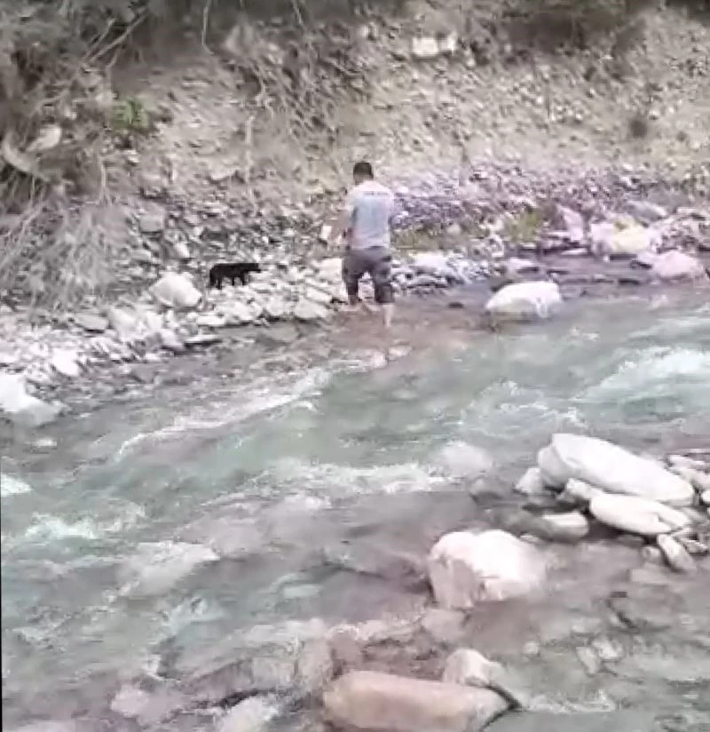 Çayda mahsur kalan köpeği YEDAŞ personeli kurtardı
