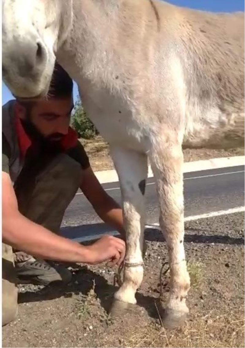 Bingöl’de iki ayağı bağlı eşeği vatandaşlar kurtardı
