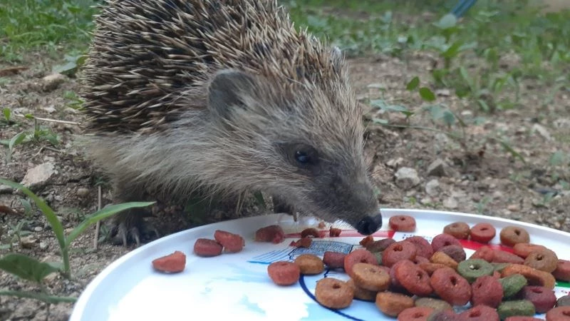 Kirpi ile kedilerin şaşırtan dostluğu
