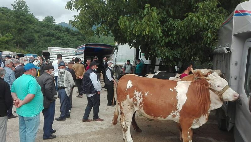 Kumru’da kurbanlıklar pazara indi
