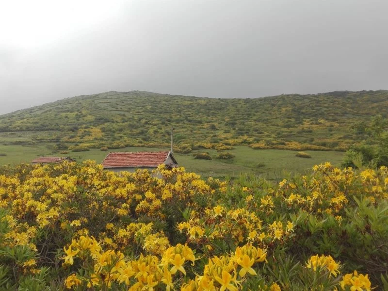 Orman gülleri yaylaları renklendiriyor
