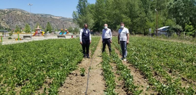 DOKAP’ın destekleri ile Siyez buğdayı ve tescilli Çamoluk kuru fasulyesi için yatırımlar devam ediyor
