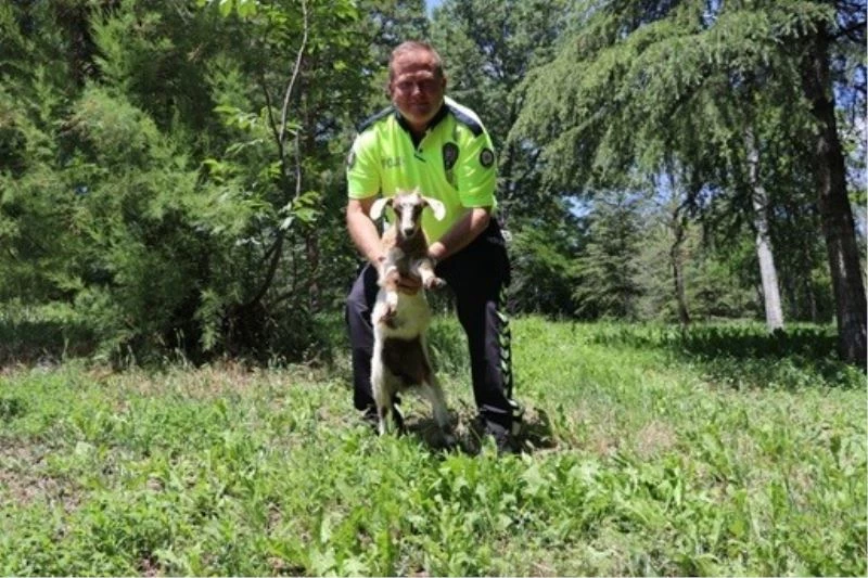 Karayolunda başıboş dolaşan oğlak trafik polislerince koruma altına alındı
