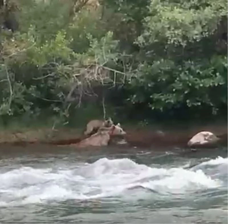 Yavrusu çayı geçemeyince anne ayı da geri döndü
