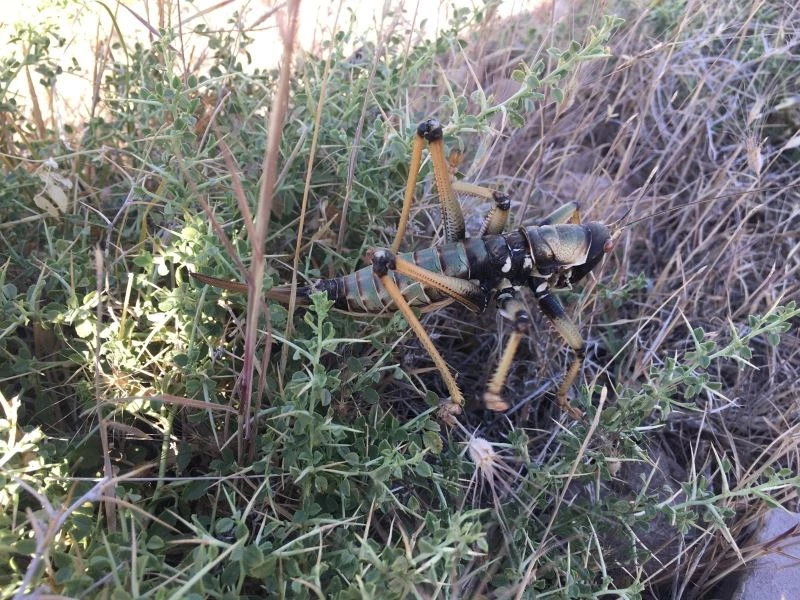 Adıyaman’da etçil çekirge görüldü

