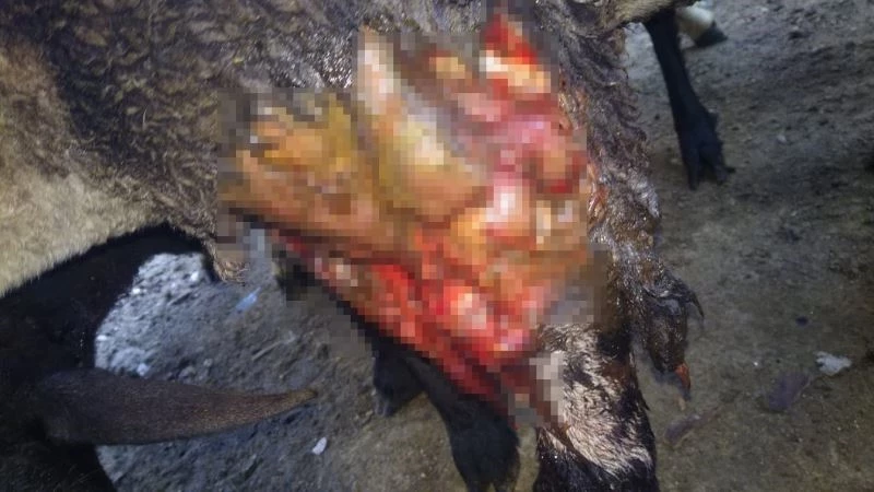 Kurbanda satmaya hazırlandığı kuzularını kurt yedi
