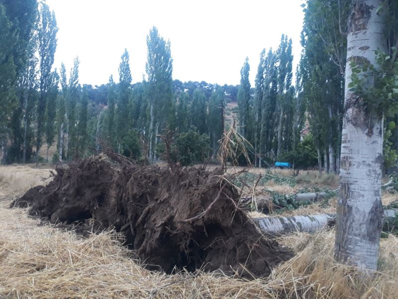 Selendi’de fırtına ağaçları devirdi elektrik tellerini kopardı
