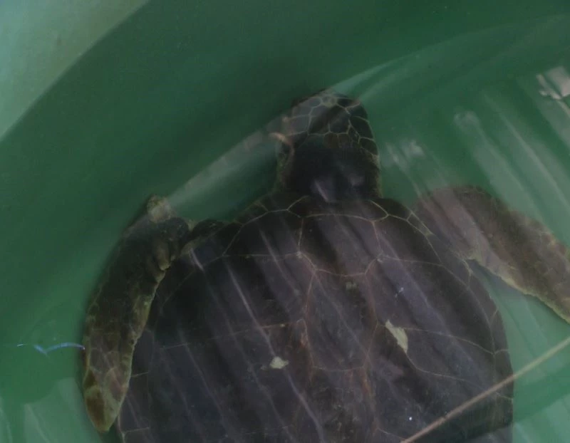 Yüzgecinden ve başından 65 saçma çıkarılan caretta caretta tedavi altına alındı
