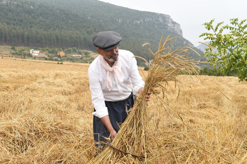 Tarsus’ta kunduru buğdayının son hasadı yapıldı
