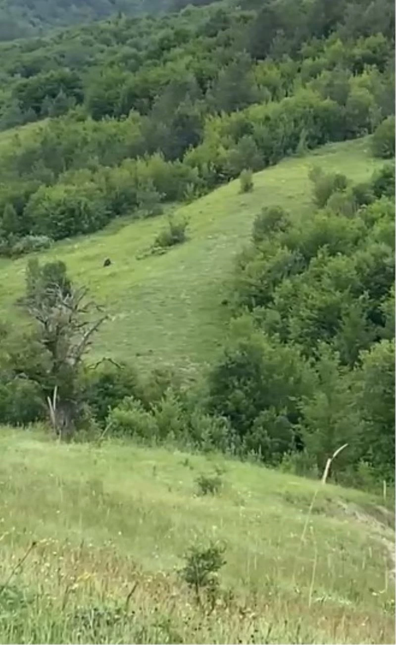 Telef ettiği hayvana gelen ayıyı, vatandaşlar görüntüledi
