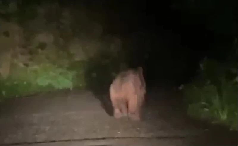 Rize’de köyü susuz bırakan ayı muhtara yakalandı
