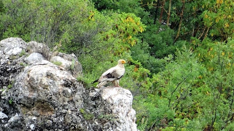 Sakallı akbaba Tokat’ta görüntülendi
