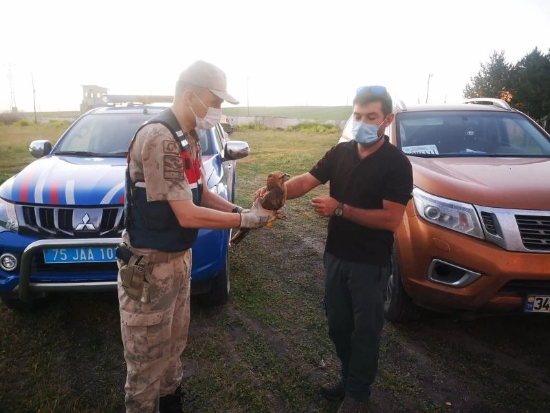 Jandarmanın yaralı halde bulduğu Bozkır Kartalı tedavi altına alındı
