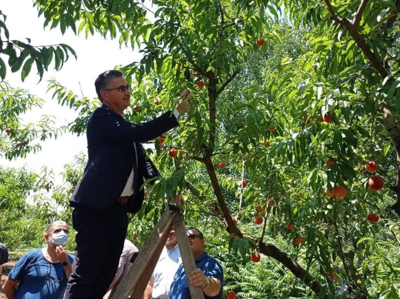 Kepsut’ta erken şeftali hasadı başladı
