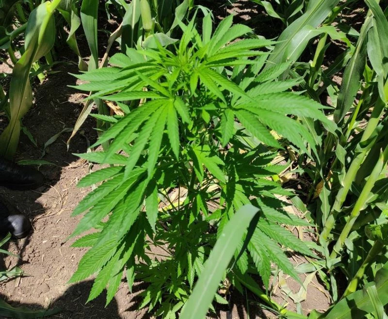 Mısır tarlasında kenevir yetiştirmiş
