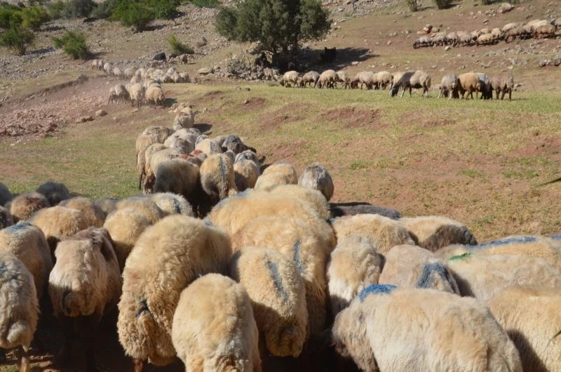 Siirt’ten batıdaki illere gönderilecek kurbanlıklar hazır
