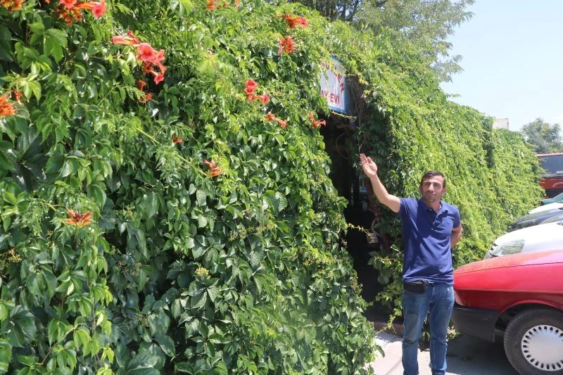 6 yıl önce diktiği sarmaşık iş yerini kapladı
