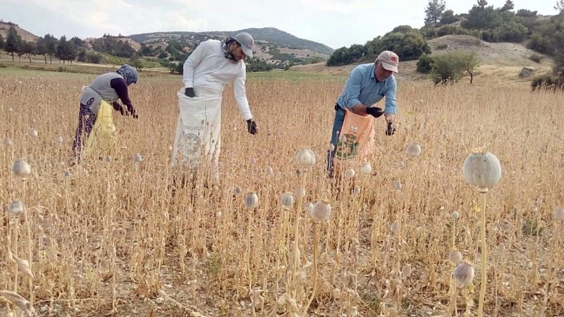 Haşhaş kuraklıktan kozalak bağlamayınca rekoltede yüzde 70 azaldı
