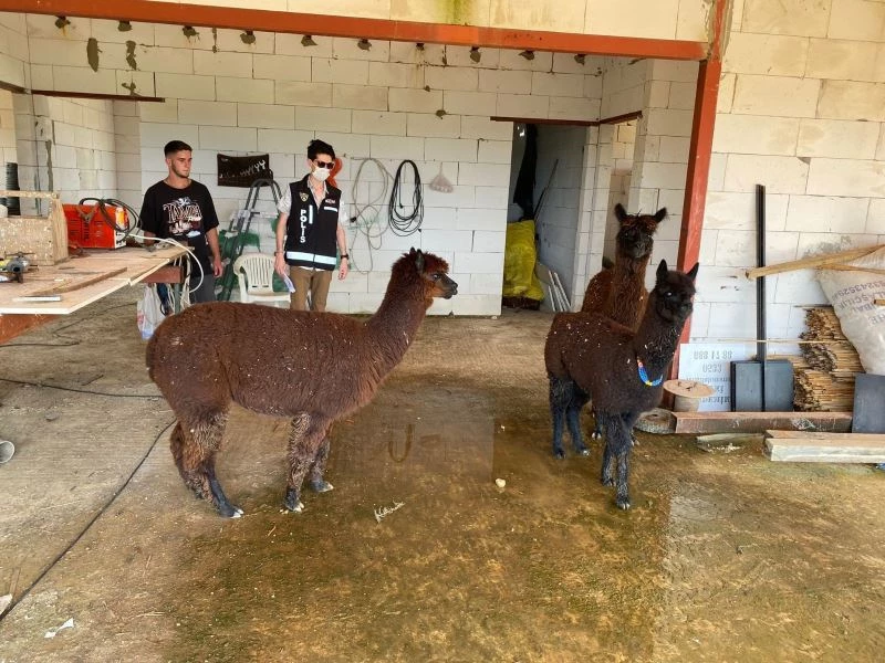 Silivri’de dev çiftlikte nesli tükenmekte olan hayvan baskını
