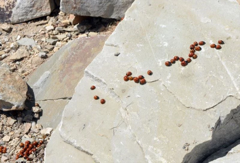 Uludaz Tepesi ağırladığı uğur böcekleri ile doğaseverlerin ilgisini çekiyor