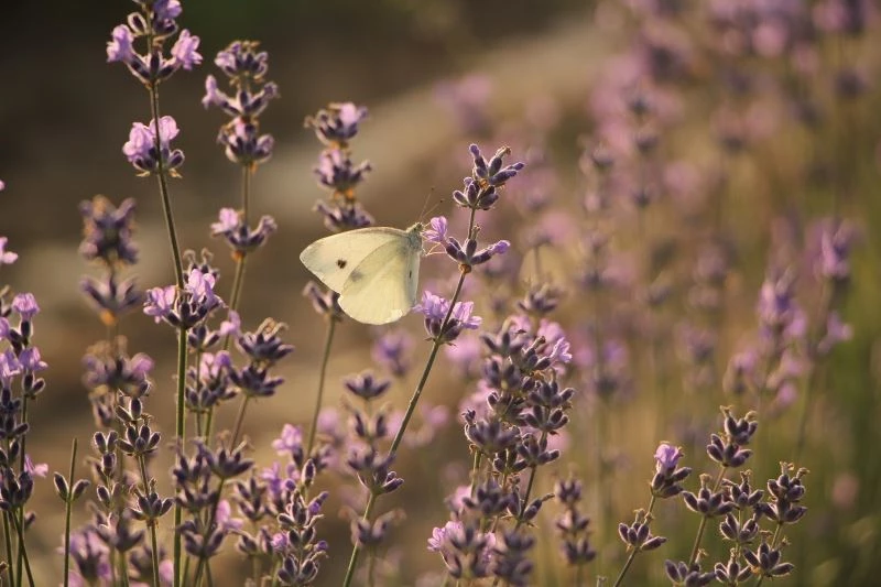 Kadın çiftçi ürettiği lavantalarla dünyaya açılmak istiyor
